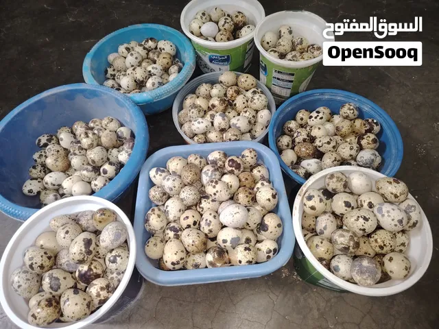 متوفر بيض فري كمية تقريبا من 400 ل 500 بيضة تفقيس واكل مخصب يعني