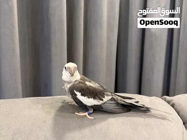 كوكتيل وايت فيس
