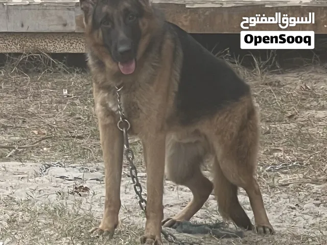 German Shepherd