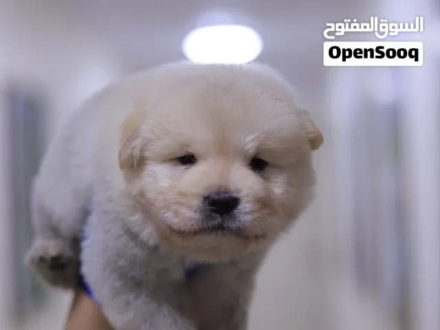 Chow chow تشاوتشاو مميز جراء مع جميع المطاعيم ومايكروشيب وجواز السفر