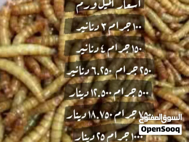 دود القبابي الميل ورم