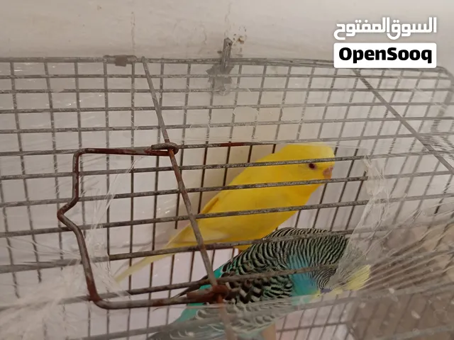 طيور جوز حب 1 وجوزين 2فنقز للبيع وقابل للبدل على فحل كوكتيل للاستفسار
