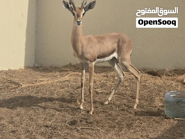 غزال ديماني للبيع