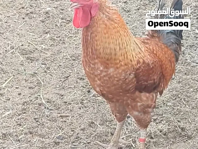 ديك فرنسي العمر سنه ونص السعر معقول