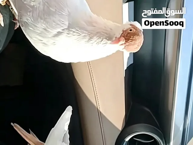 جوز بلونيات اطيره سرولها طيول جدا و الفحل لساتو مش طالع الحجم صغير وسعر في تفاوض