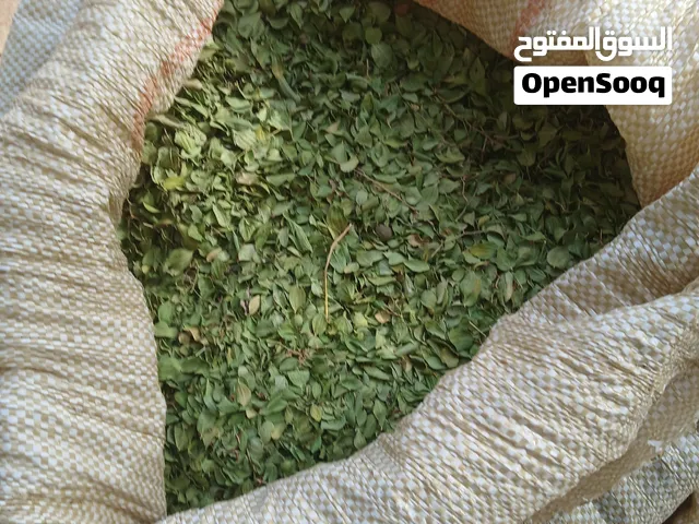 ورق سدر للبيع