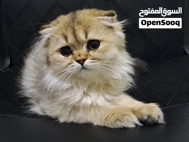 سكوتش فولد للبيع اقرأ الوصف