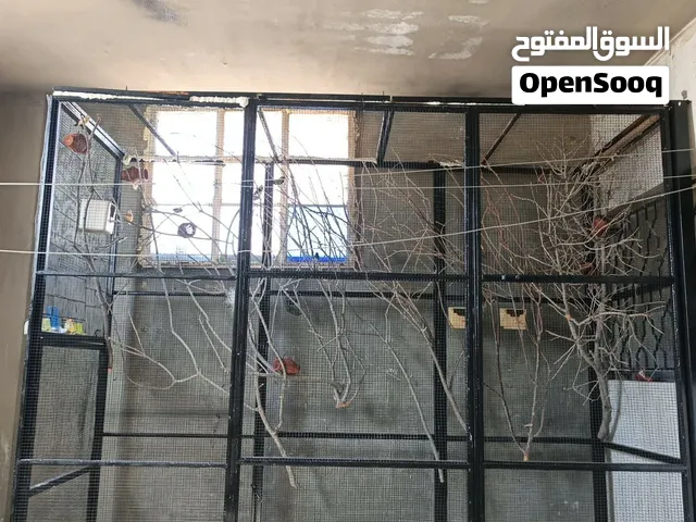 متاح مطير تفصيل  ومجموعة ازواج بنغالي اهالي فراخ وجنه طفرات وأحجام