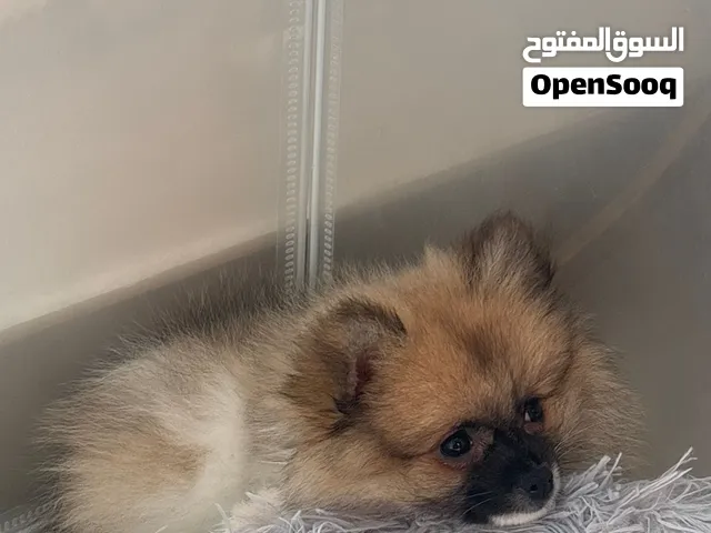 Pomeranian puppy, 2 months, female