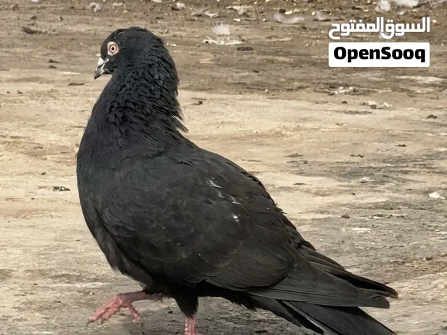 فحل لوت مياز اسود للبيع سعر مناسب والشراي يتدلل ماعندي توصيل مكاني بالعشار