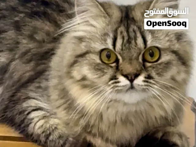 ماشاءالله قطة انثنى تايقر رمادي جميله كيتن