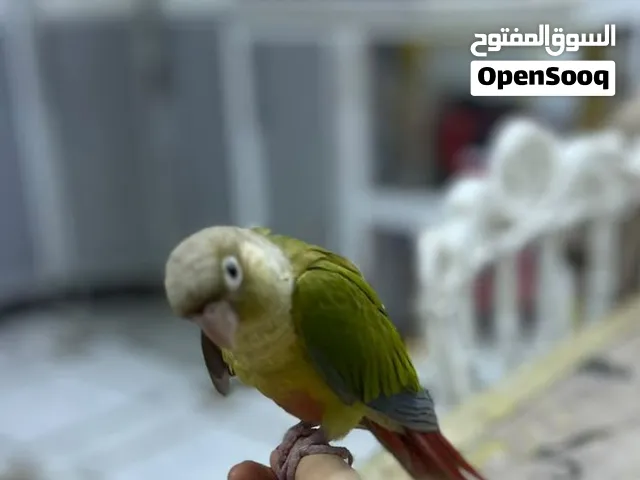 كنيور انناس اليف طينه