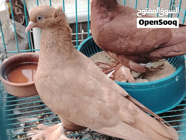 حمام راعب أحمر واصفر