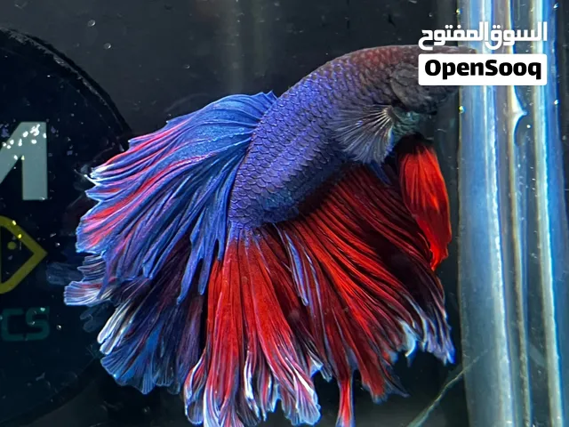 متوفر سمك فايتر مميز جدا