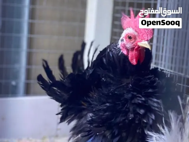 زوج سيراما مفتل ناعمات