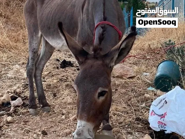 حمار في حالة جيده جدا