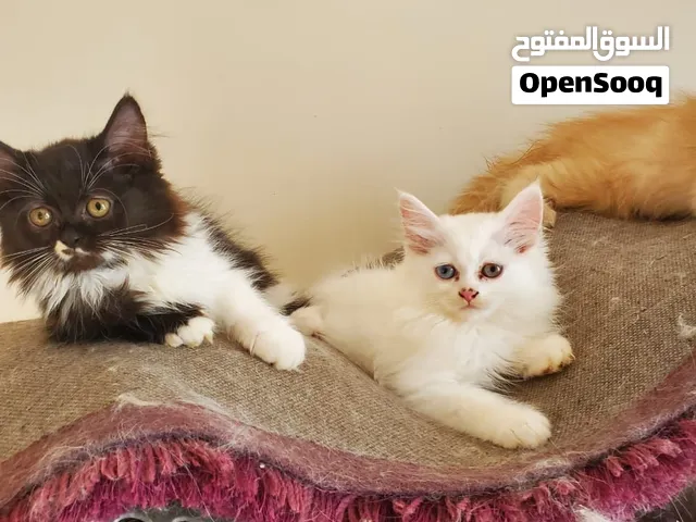 قطط لي بيع يوجود خدمات توصل