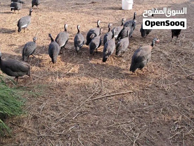 حبشي للبيع