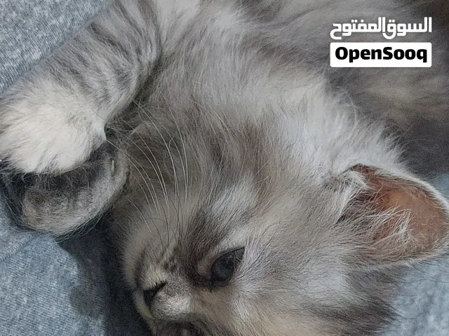قطة هملايا سيامي عمر 2 شهر