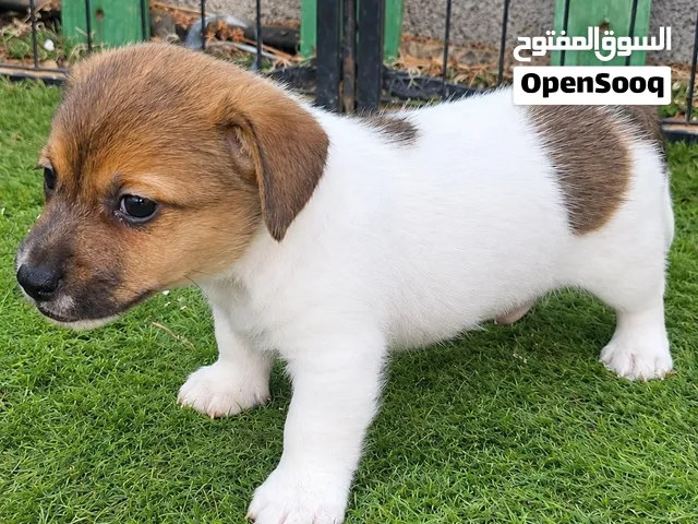 للبيع جرو جاك راسل بيور
