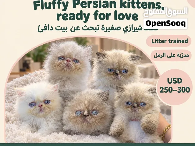 Persian Cat for Sale  قطط للبيع