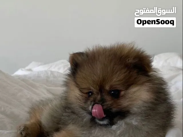 pomeranian