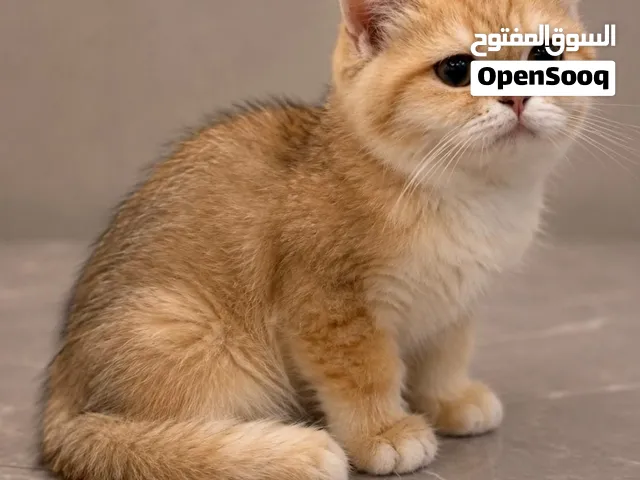 pure british shorthair gold riyadh saudi arabia