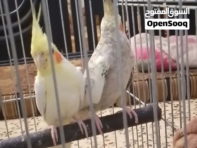 طيور الكوكتيل الغنيه عن التعريف يوجد جوز للبيع 45