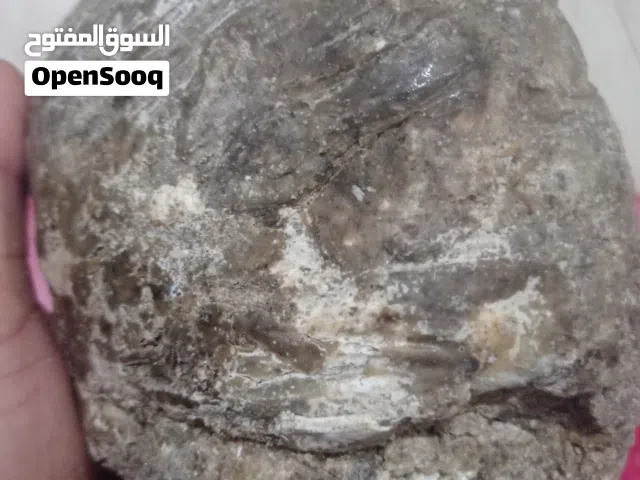 عنبر حوت طبيعي بشهادة مختبر تحليلات تثبت صحته