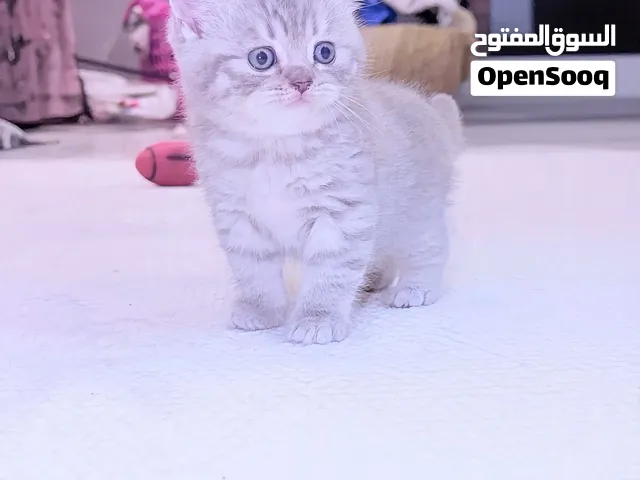 سكوتش فولد