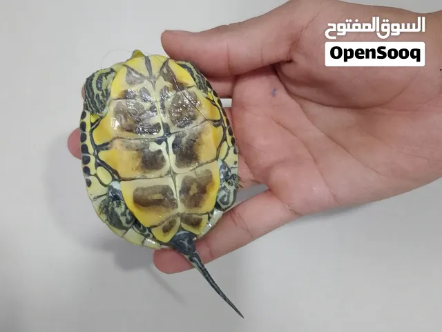 سلحفاة برمائي للبيع يتوفر سلاحف كثيره