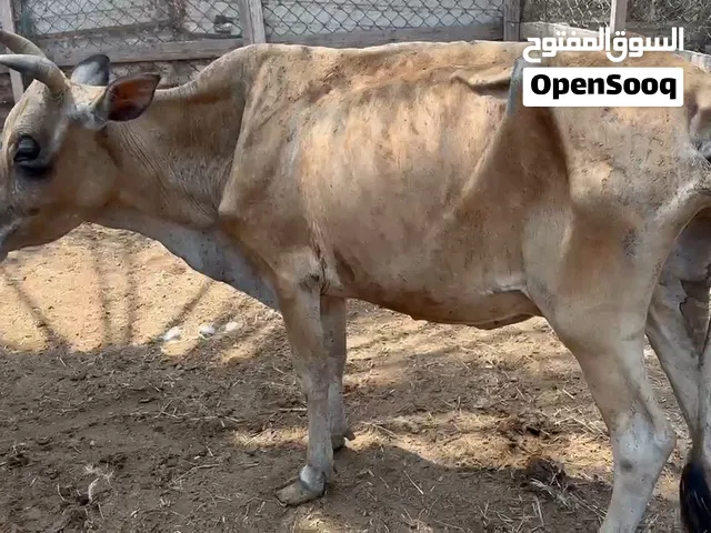 لبيع بقره مد وشور ما شاءالله تربيه جروزه في الاكل معطنها ابره مال الدود وفيتامينات جازه بس تريد