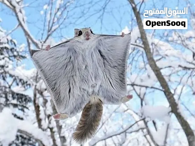 سنجاب الطائر متاح الوصف مهم