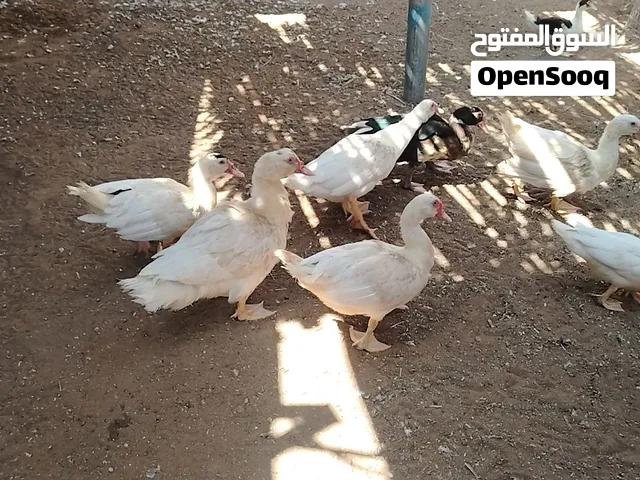 بط مصري جاهز حال انتاج