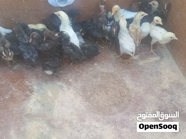 صيصان بلدي