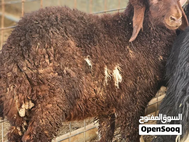 للبيع  4نعيمي تهجين  6نجدي عربي تهجين  الكل اناث  العمر 3شهور العدد 10روس