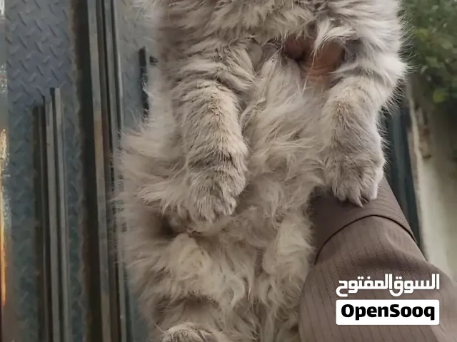 شيرازي بيور اصل رمادي ثلجي انثا