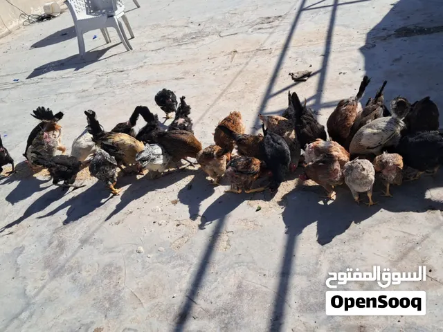 دجاج بلدي الكوم الله يبارك ل صاحب الناصيب 9 دجاجات وديك بأفضل سعر بالمملكه