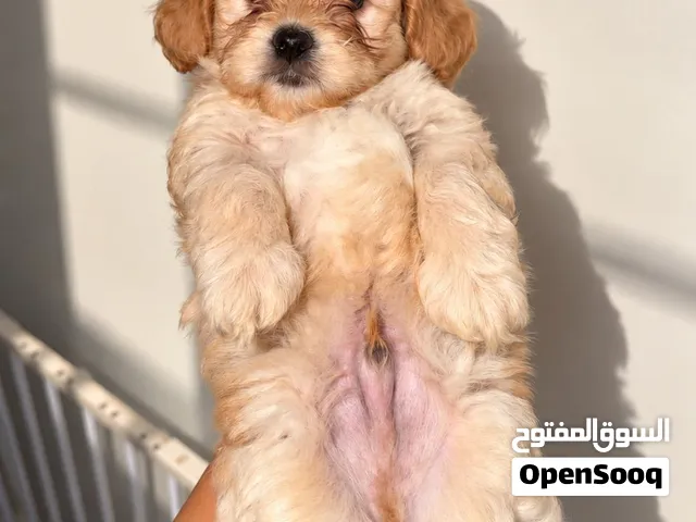 Maltipoo كلاب ..