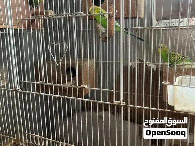 عصافير كناري 4 ازواج بياضات الزوج ب 9 الف