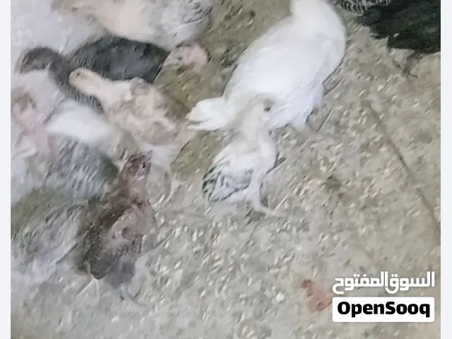 فقاسه بيض دجاج