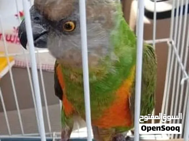 ببغاء سينغالي بي صحه ممتازه بي قفص جديد بي كال ملحقاته 350 او تبديل بي طوار قرديل او كناري