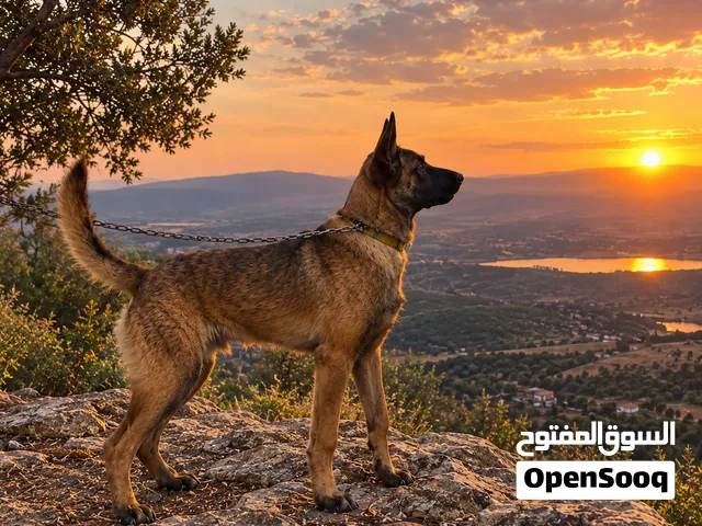 متوفر جروتين  بلجم مالينو وحده دودش وحده مالينو  نخب أول