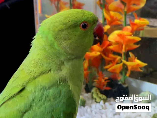 ببغاء دره أيه من الجمال أليف 100/100 ما بعض ريش كامل ذيل كبير جدآ  حبه نخب النخب  يوجد خدمه توصيل
