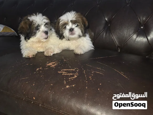 2 months old shih tzu