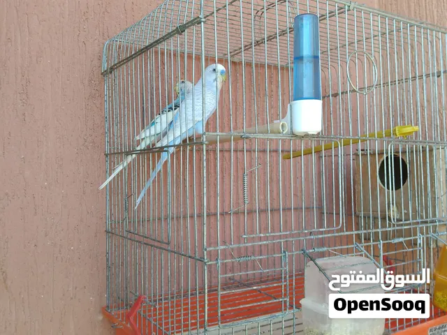 عصفير بقلنه اللبيع