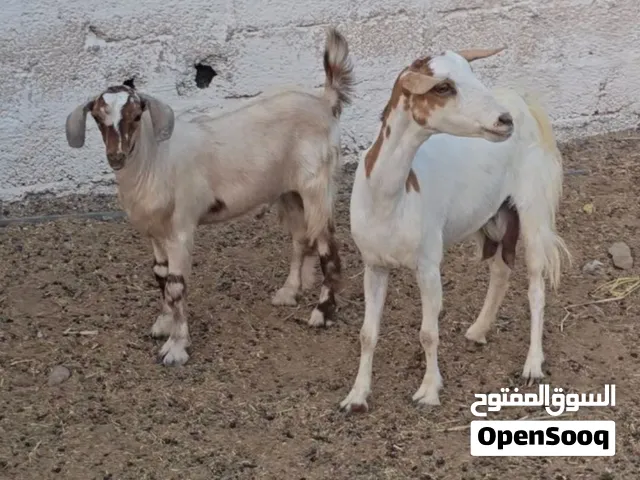 للبيع شاه تهجين صلالي تحتها تيس جيشي