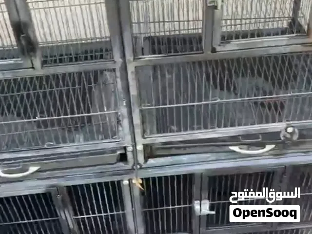 سلام عليكم اخواني للبيع ثلاث قفاصة للازواج السعر 300من سبق لبق