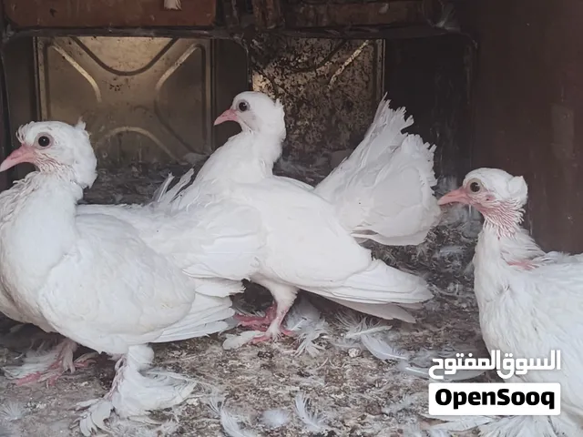 فراخ هزاز ابيض