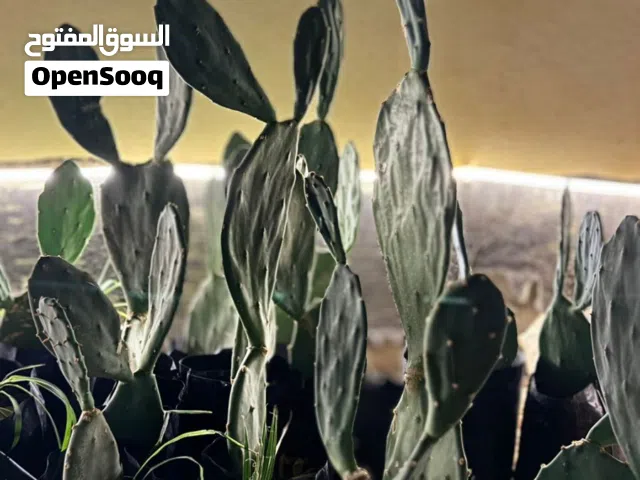 صبار متوفر كميه طول 40 سم كم متوفر عدد 20 حبه